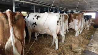 Supplying milk at a premium for Gruyere cheese with strict protocol