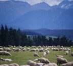 Drought drives reduction in NZ cattle and sheep numbers