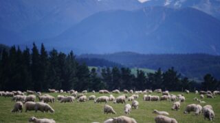 Drought drives reduction in NZ cattle and sheep numbers