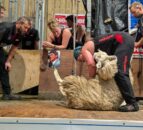 Scottish sheep shearer beats women's shearing world record