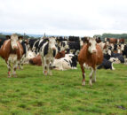 Dairy Focus: Better fertility and milk quality from crossbred herds