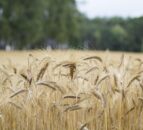 Cereal prices offset increase in global meat prices – FAO