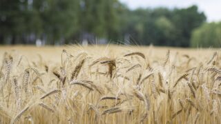 Cereal prices offset increase in global meat prices – FAO