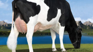 Milk components remain key priority for dairy farmers in NI