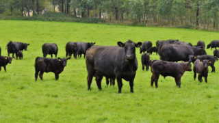 UK Angus society rolls out ‘Type Classification’ for herds