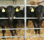 The importance of colostrum quality for autumn calves
