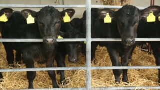 The importance of colostrum quality for autumn calves