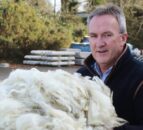 Global wool prices have started to strengthen – British Wool