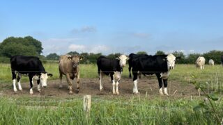 Bluetongue cases in GB ‘extremely worrying’ for NI – MP