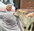 Hospice patients receive surprise visit from twin calves