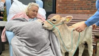 Hospice patients receive surprise visit from twin calves