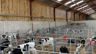 Autumn calving: Giving calves the best possible start