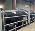 BCS your spring calving cows now before housing
