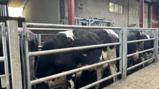 BCS your spring calving cows now before housing