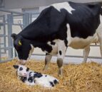 Maximising winter milk performance in autumn calving cows