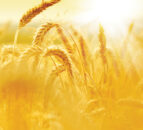 Tillage: Ukraine’s grain exports have risen by 60%