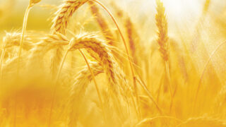 Tillage: Ukraine’s grain exports have risen by 60%