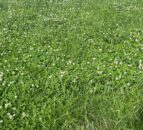 Managing your clover swards during autumn months