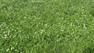 Managing your clover swards during autumn months