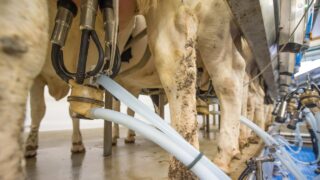 GDT price index increases by 0.8% at latest auction