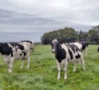 Proving high yielding cows can be grazed successfully in Co. Down