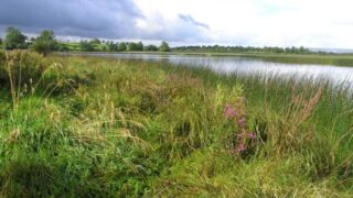 Agriculture the ‘principal cause’ of pollution in Lough Erne