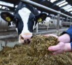 CAFRE: ‘Encouraging’ ammonia emissions results from dairy herd