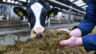 CAFRE: ‘Encouraging’ ammonia emissions results from dairy herd