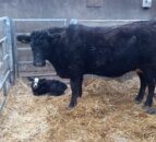 New feasibility study predicts calving time using heart rate data