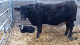 New feasibility study predicts calving time using heart rate data