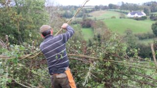 All-Ireland Hedge Laying Championships to take place in Kildare