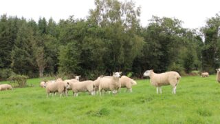 Investigations underway in Wales after bluetongue detected