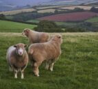 Mart dipping service fights back on sheep scab