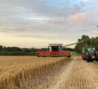 UK cereals harvest update amid sliding grain prices
