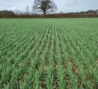 Tillage: New triticale forage option now available in UK