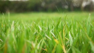 World’s first sustainability index for plants launched