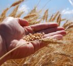 Tillage: Wheat prices look strong for the moment