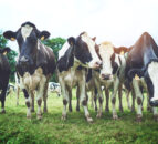 New measures introduced to mitigate spread of BTV