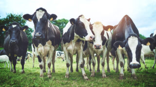 GDT price index records decrease at latest event