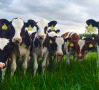 Act now if your replacement heifers are underweight