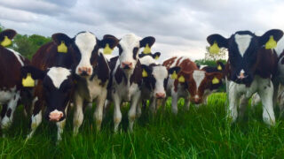 Act now if your replacement heifers are underweight