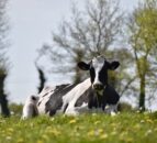 Be wary of grass tetany during this time of year
