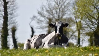 Be wary of grass tetany during this time of year
