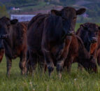 Insurance on drop in cattle prices for farmers in Canada