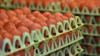 A top quality diet ‘best investment’ poultry farmers can make – specialist