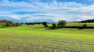 Campaigners want Govt to ‘undo damage done to pesticide standards’