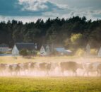 €53m Danish scheme to support more climate-friendly dairy