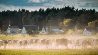 €53m Danish scheme to support more climate-friendly dairy