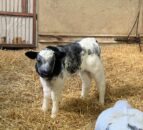 NI calf registrations drop 5.5% in first half of 2024