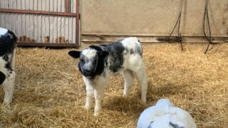NI calf registrations drop 5.5% in first half of 2024
